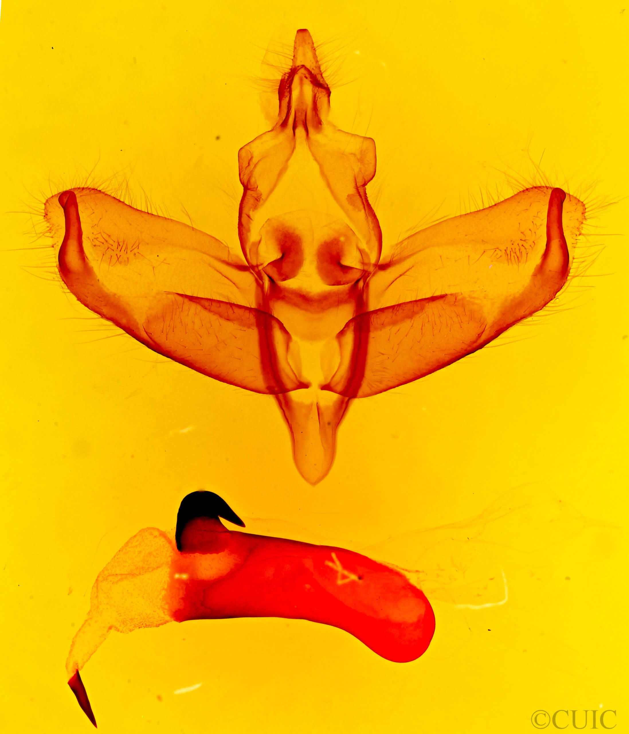 genitalia view of adult Panthea virginarius