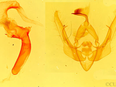 genitalia view of adult Pseudanarta pulverulenta