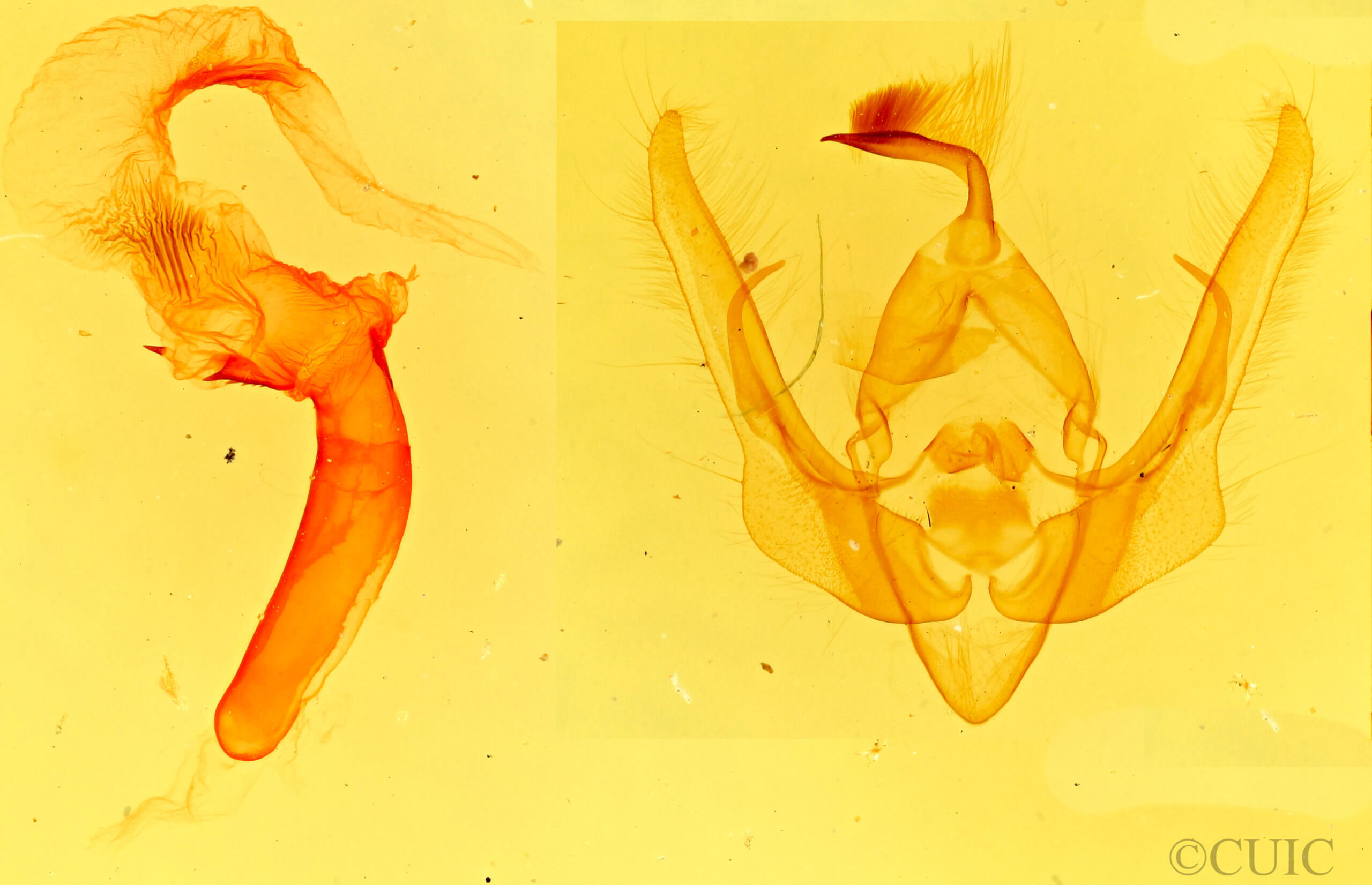 genitalia view of adult Pseudanarta pulverulenta