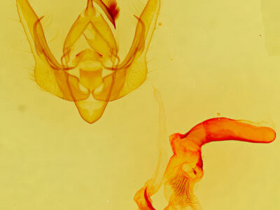 genitalia view of adult Pseudanarta pulverulenta