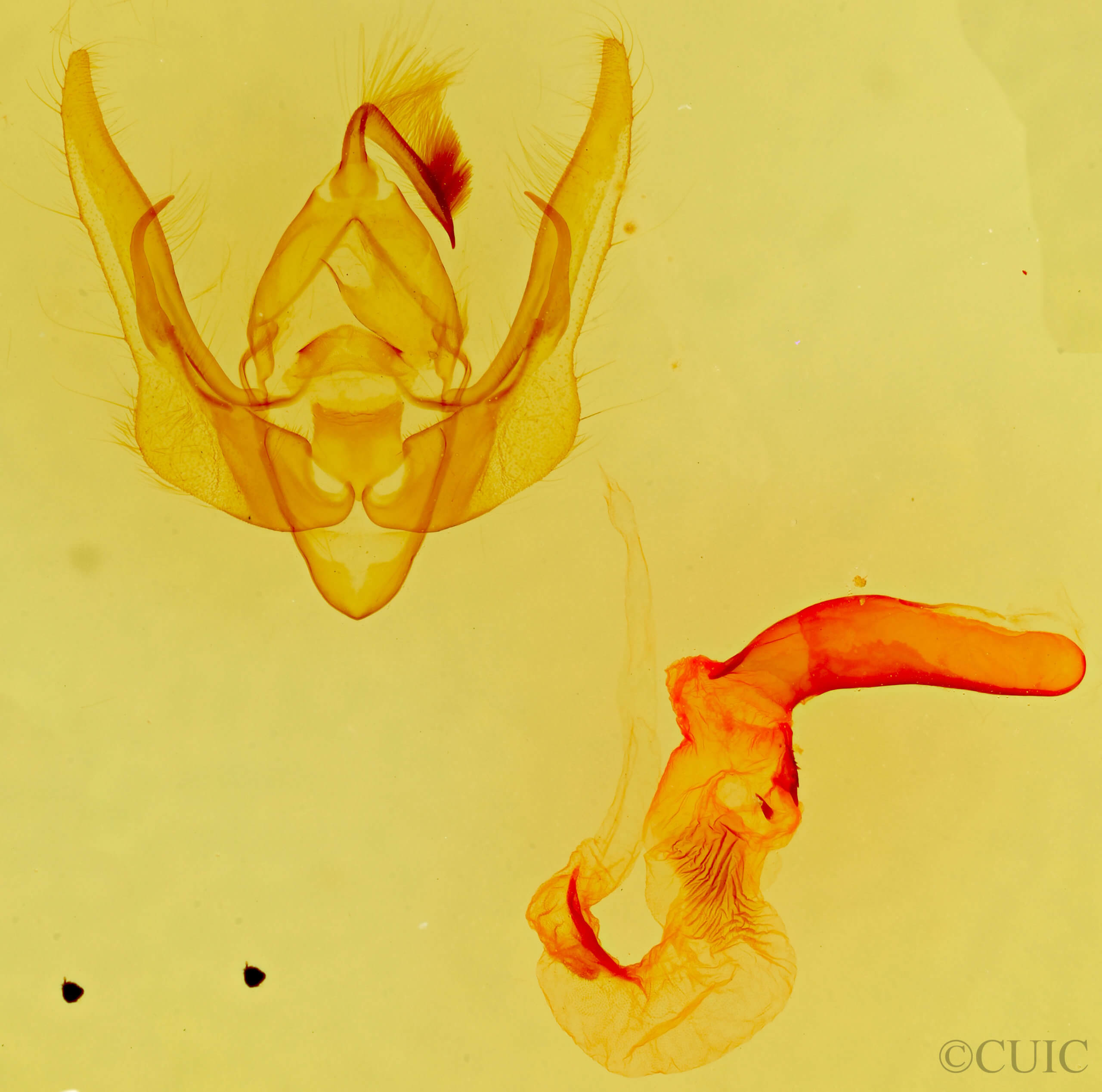 genitalia view of adult Pseudanarta pulverulenta