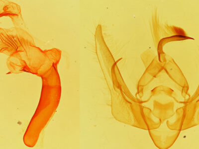 genitalia view of adult Pseudanarta pulverulenta