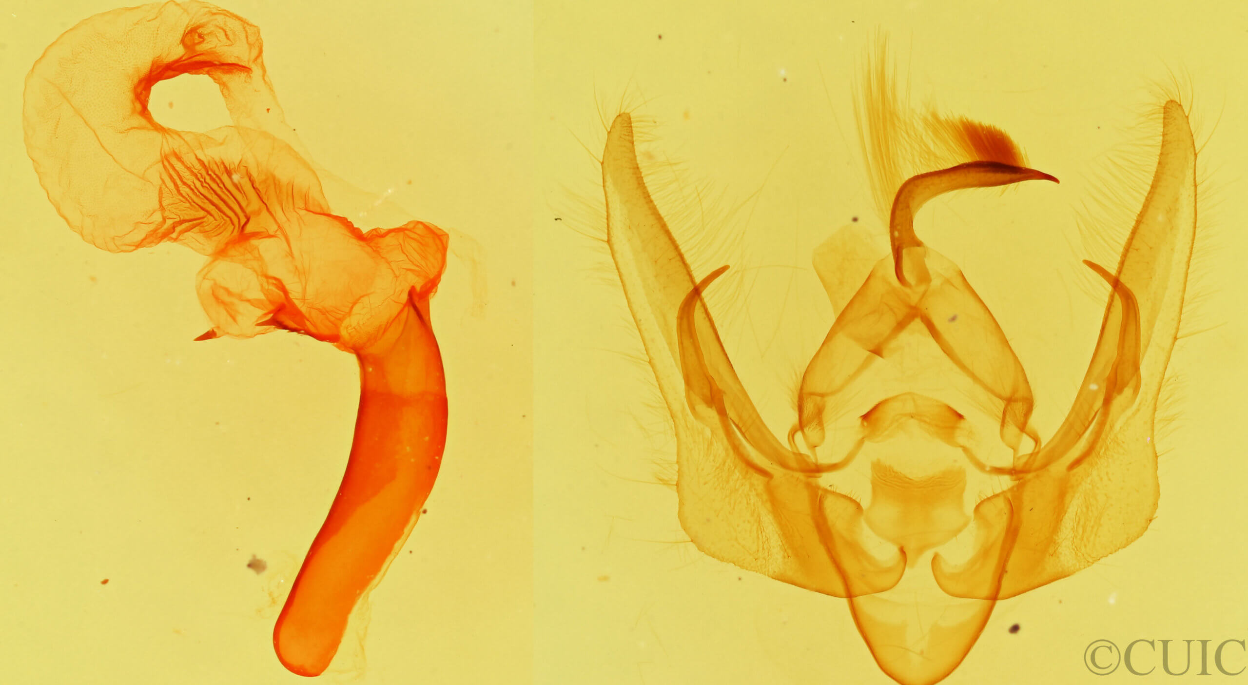 genitalia view of adult Pseudanarta pulverulenta