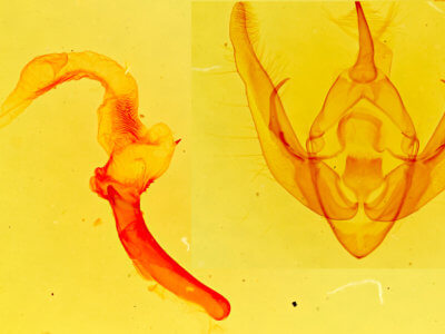 genitalia view of adult Pseudanarta exasperata