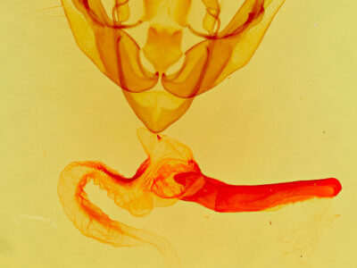 genitalia view of adult Pseudanarta exasperata