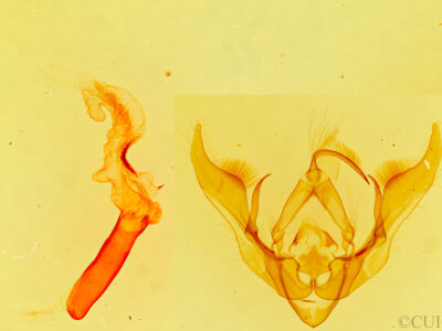 genitalia view of adult Pseudanarta perplexa