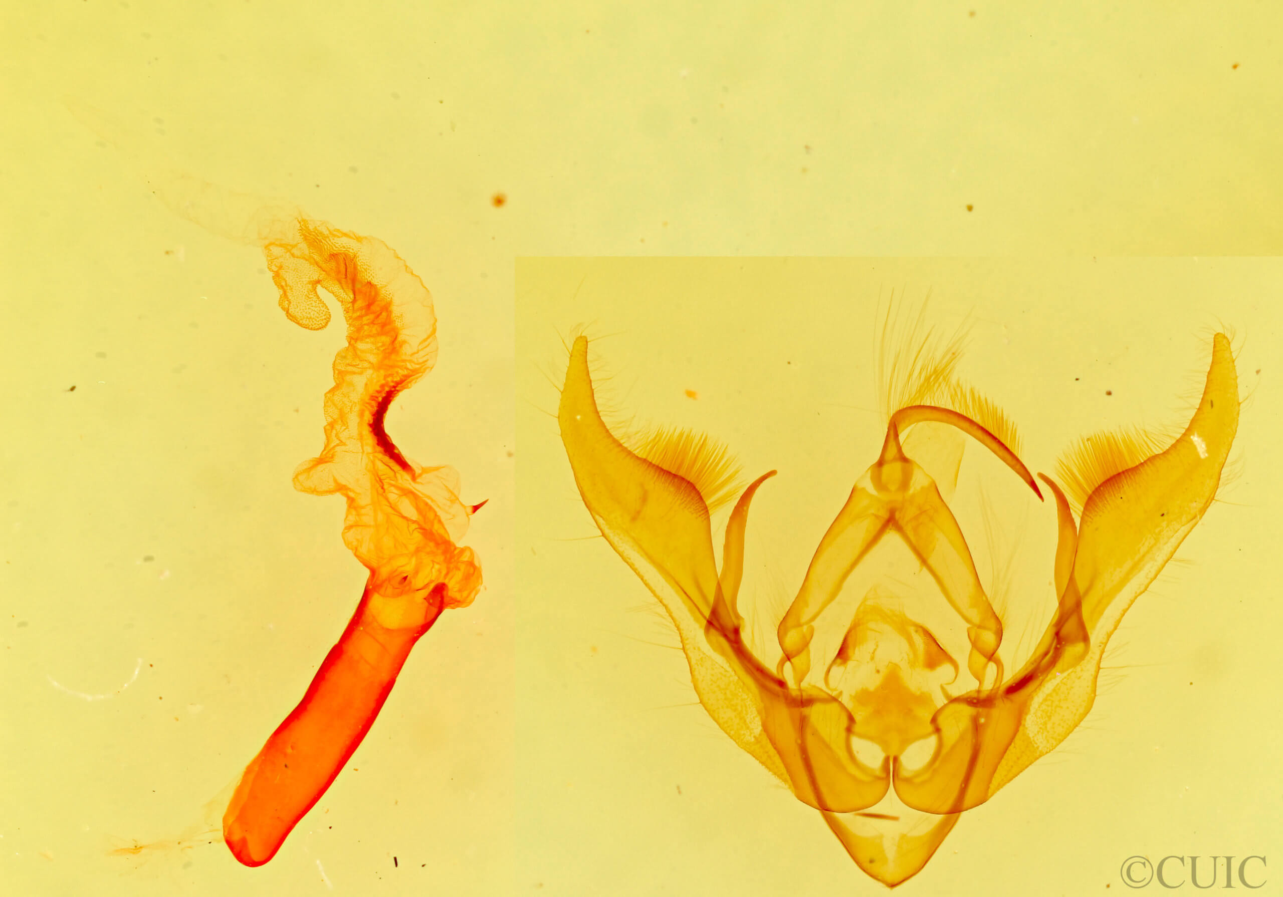 genitalia view of adult Pseudanarta perplexa