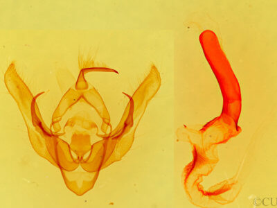 genitalia view of adult Pseudanarta damnata