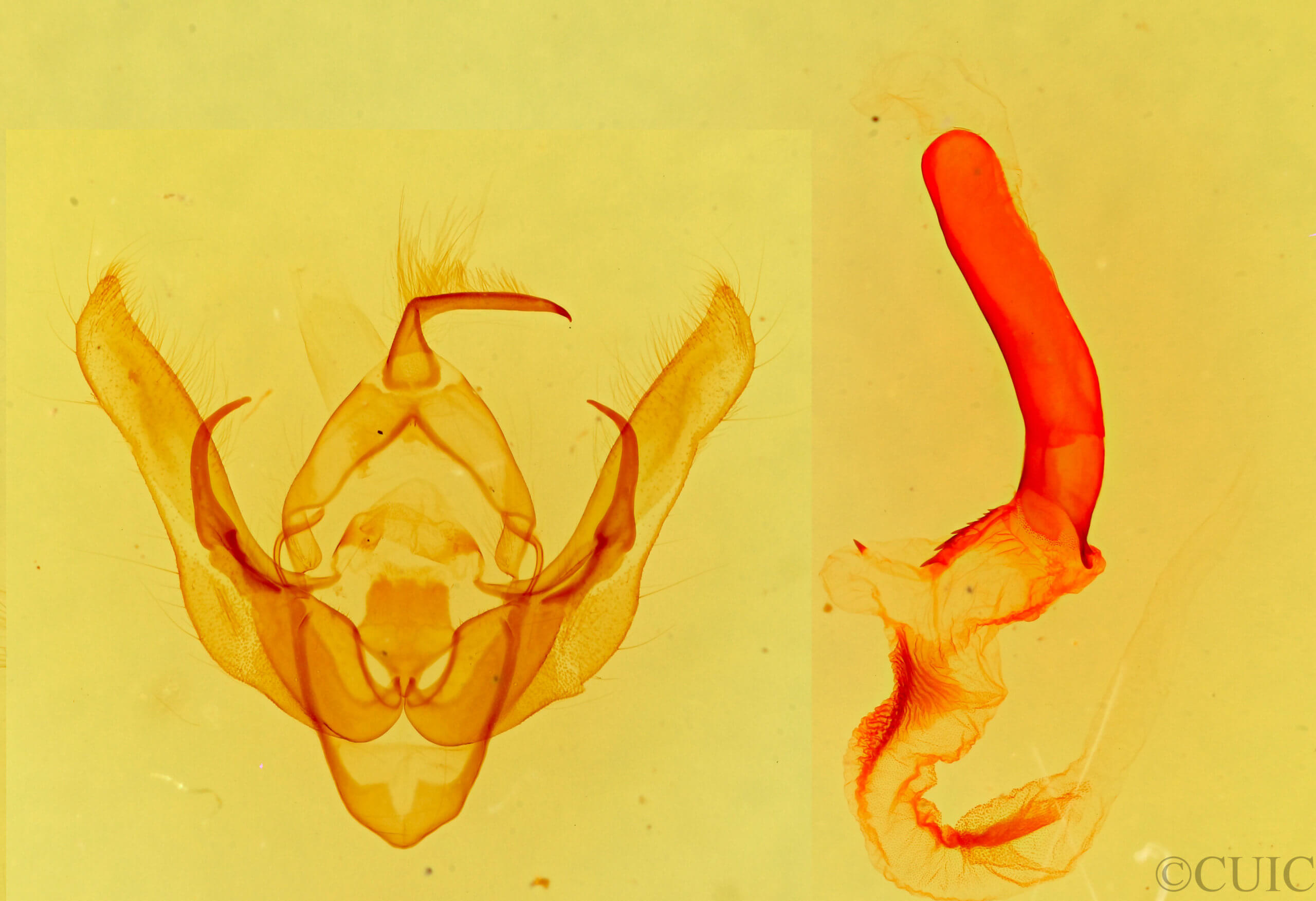 genitalia view of adult Pseudanarta damnata