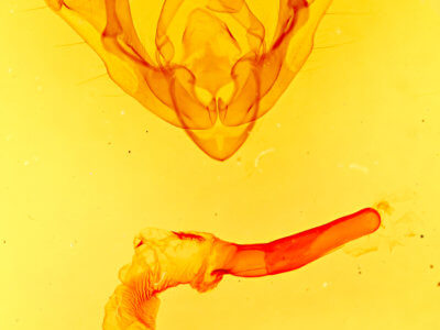 genitalia view of adult Pseudanarta vexata