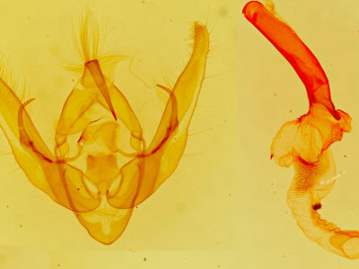 genitalia view of adult Pseudanarta exasperata