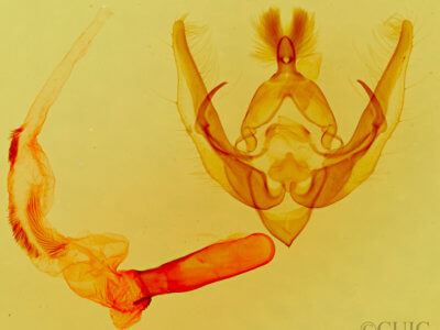genitalia view of adult Pseudanarta actura