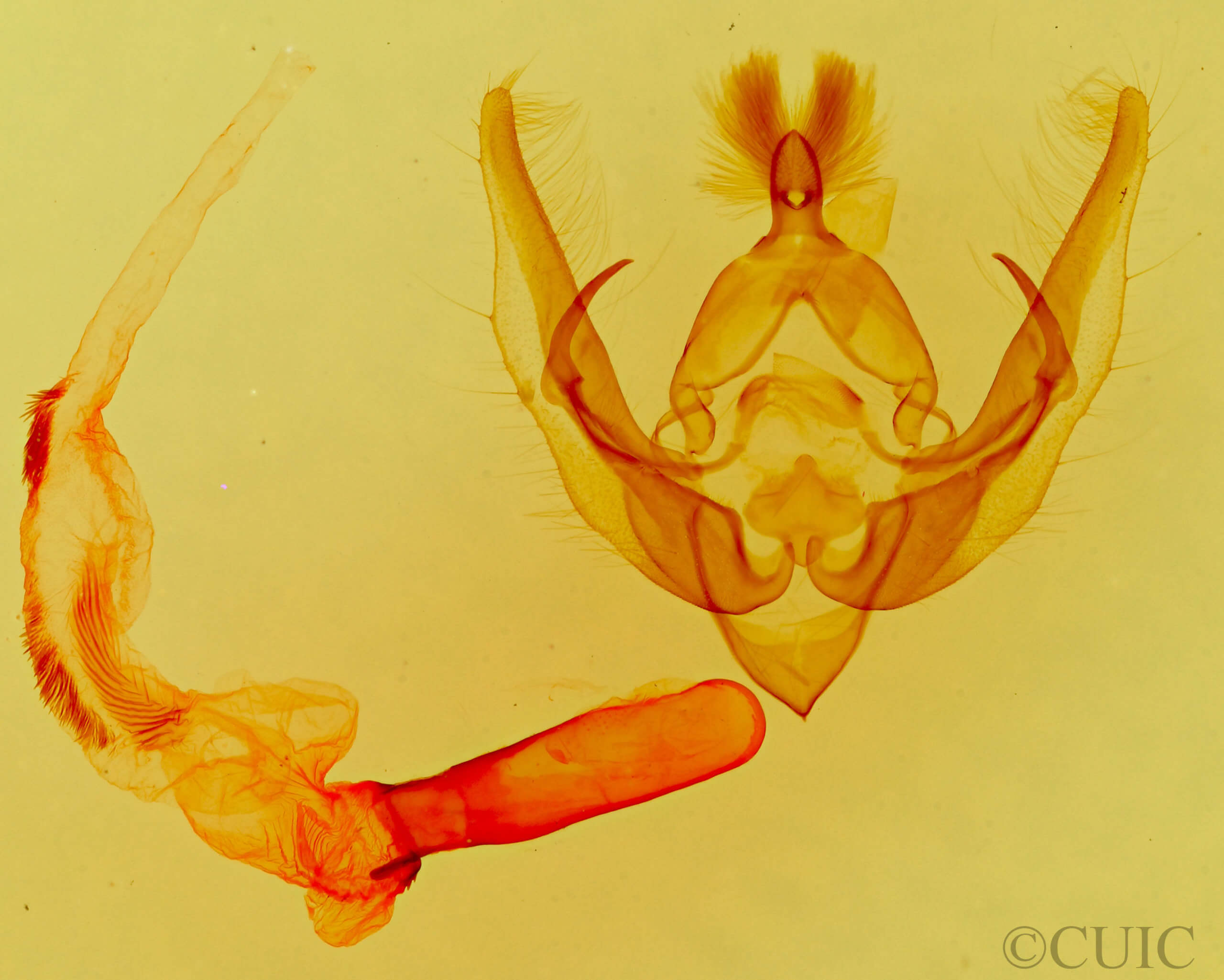 genitalia view of adult Pseudanarta actura