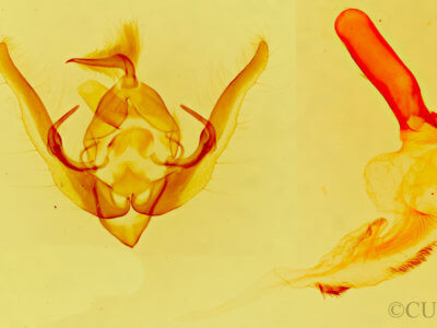 genitalia view of adult Pseudanarta flava