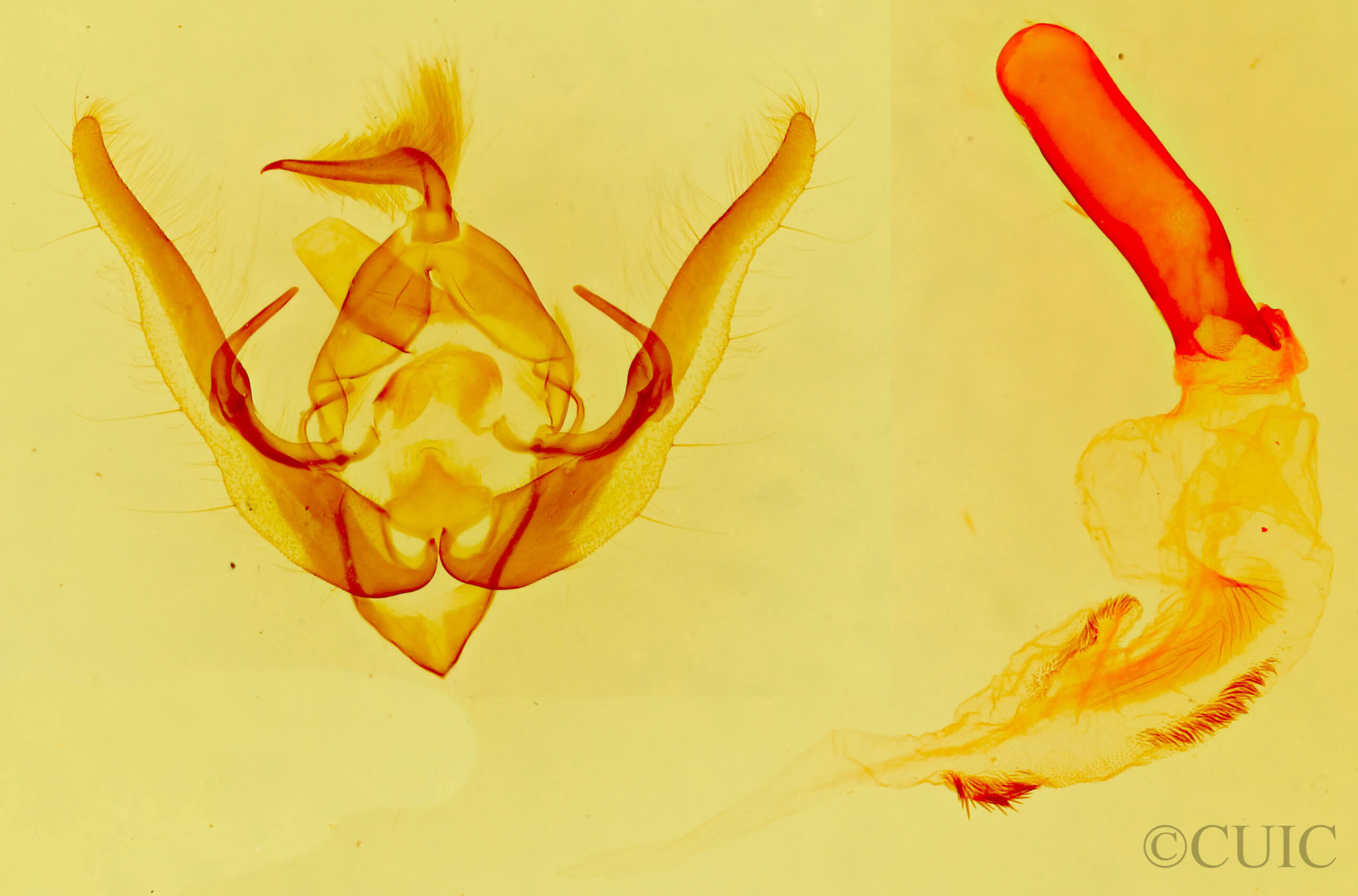 genitalia view of adult Pseudanarta flava