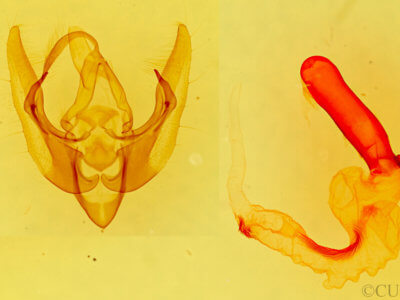 genitalia view of adult Pseudanarta singula