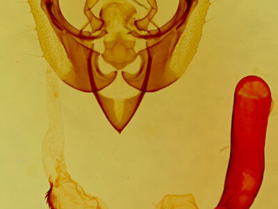 genitalia view of adult Pseudanarta singula