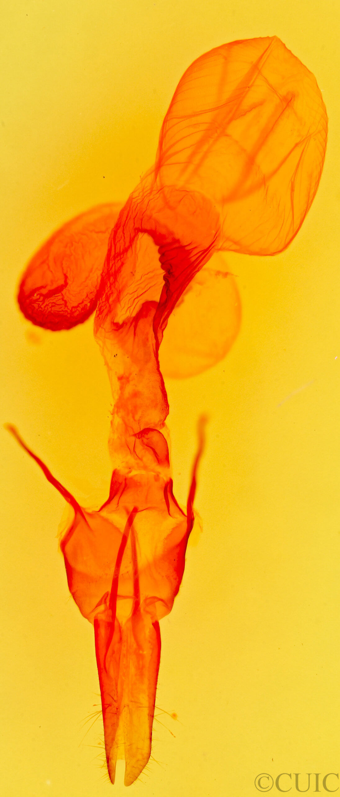 genitalia view of adult Pseudanarta singula