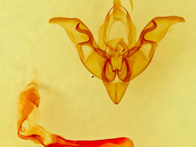 genitalia view of adult Hemibryomima chryselectra