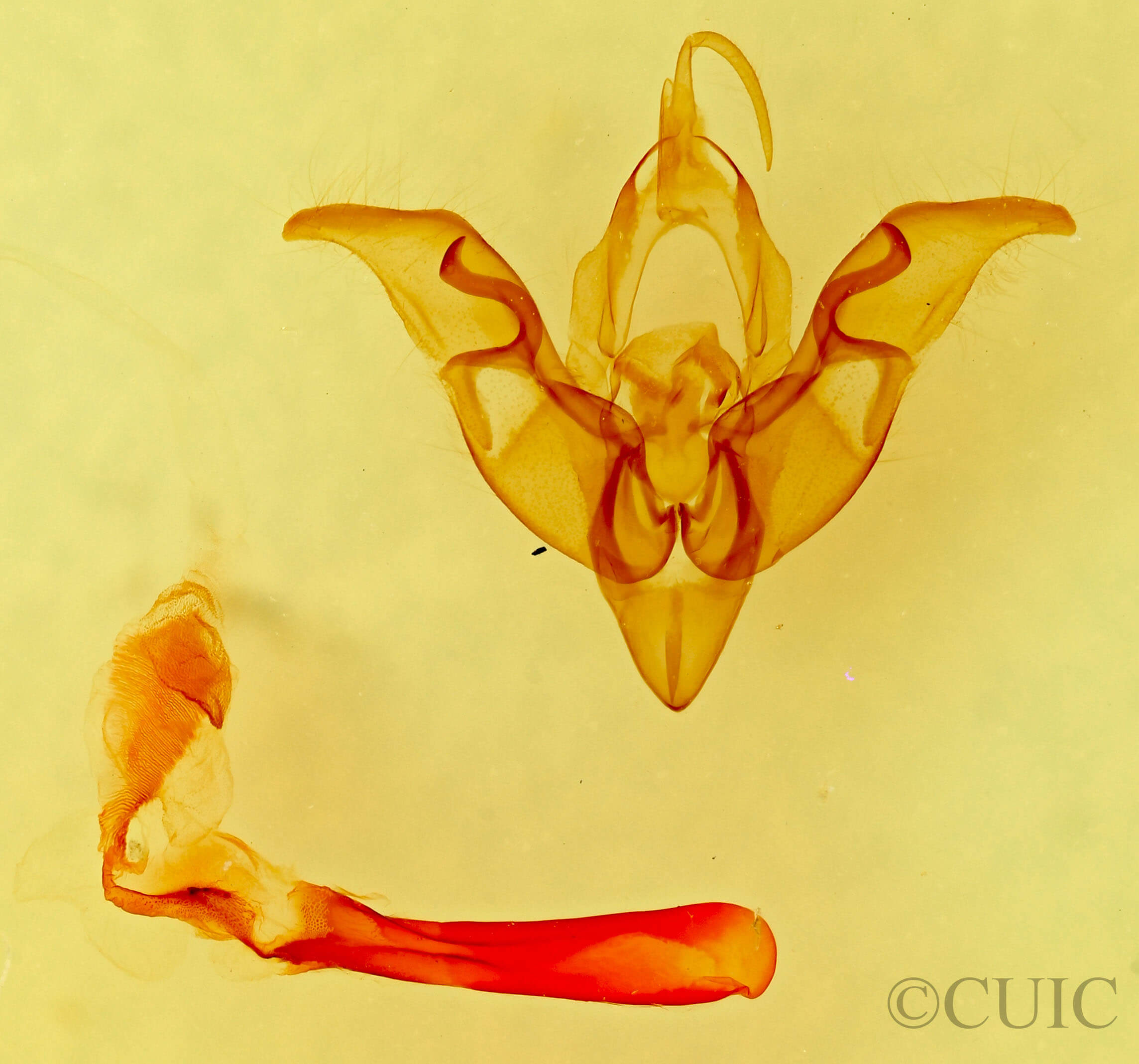 genitalia view of adult Hemibryomima chryselectra