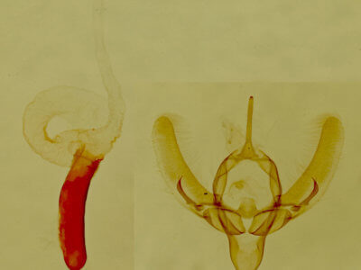 genitalia view of adult Condica egestis