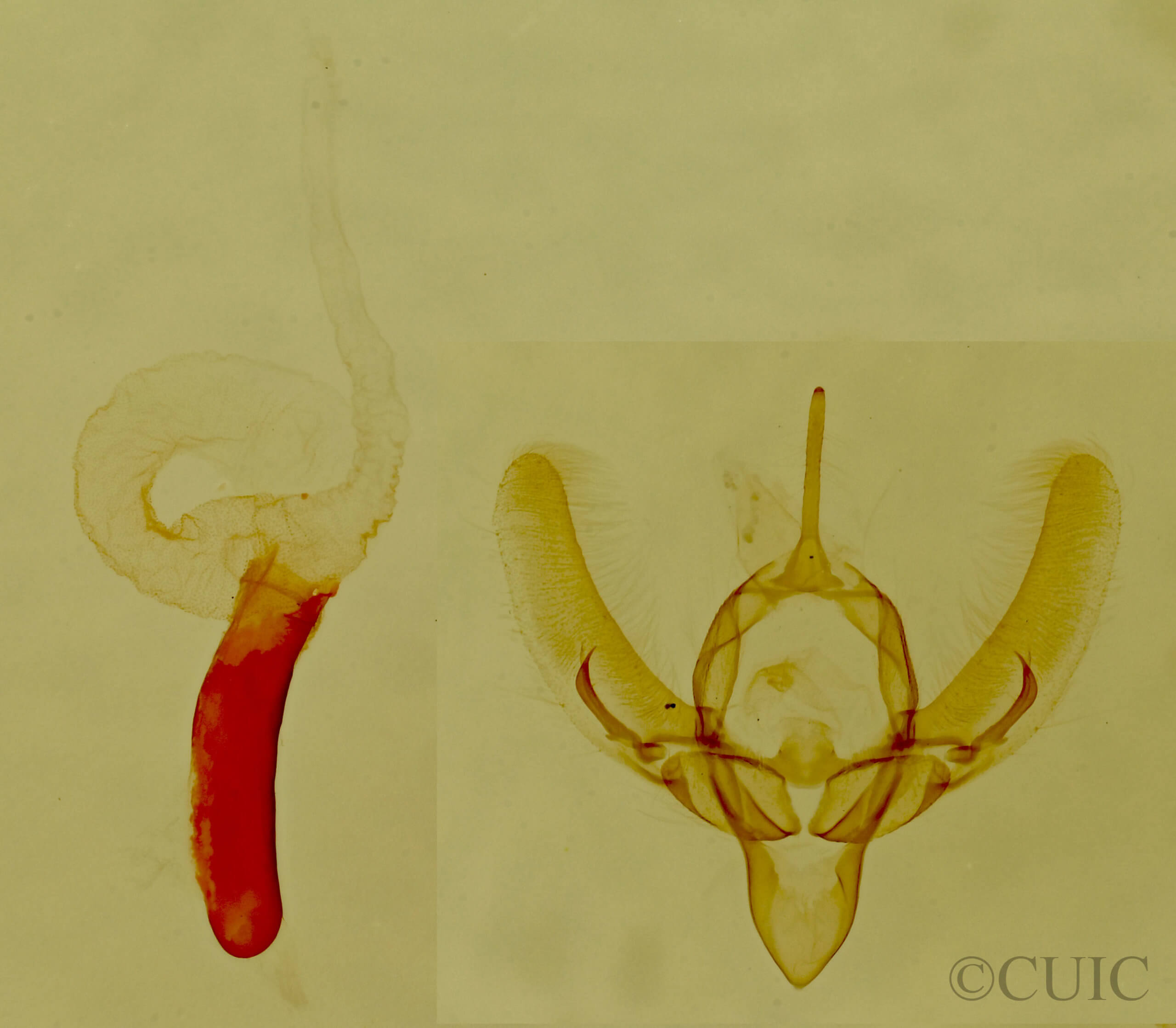 genitalia view of adult Condica egestis