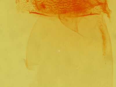 genitalia view of adult Condica egestis