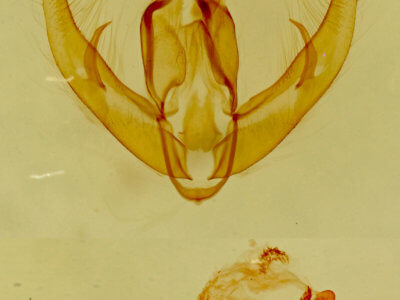 genitalia view of adult Condica temecula