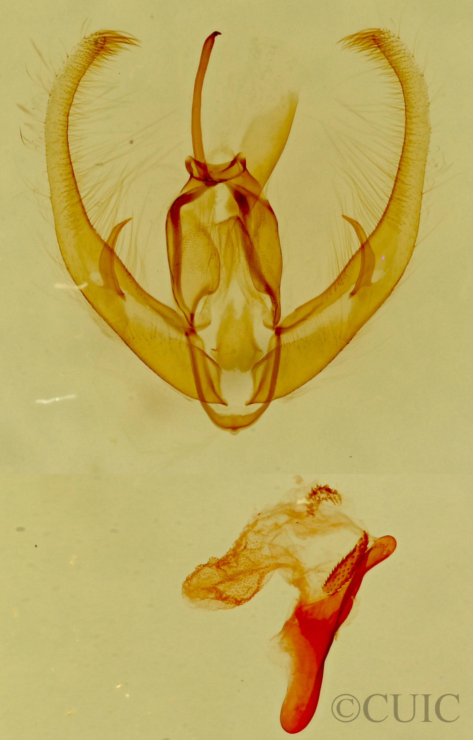 genitalia view of adult Condica temecula