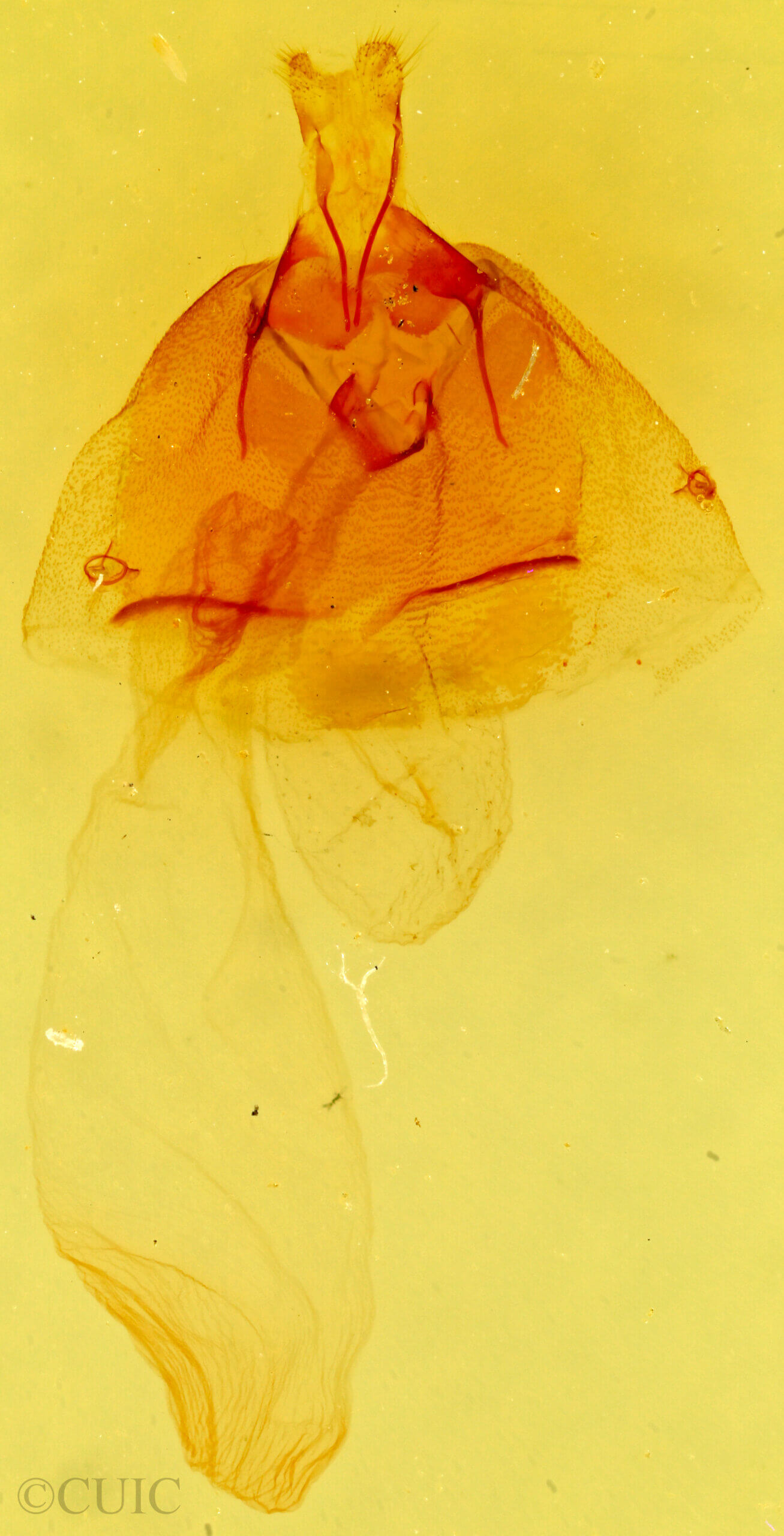 genitalia view of adult Condica temecula