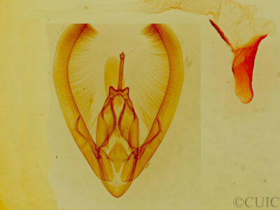 genitalia view of adult Condica albolabes