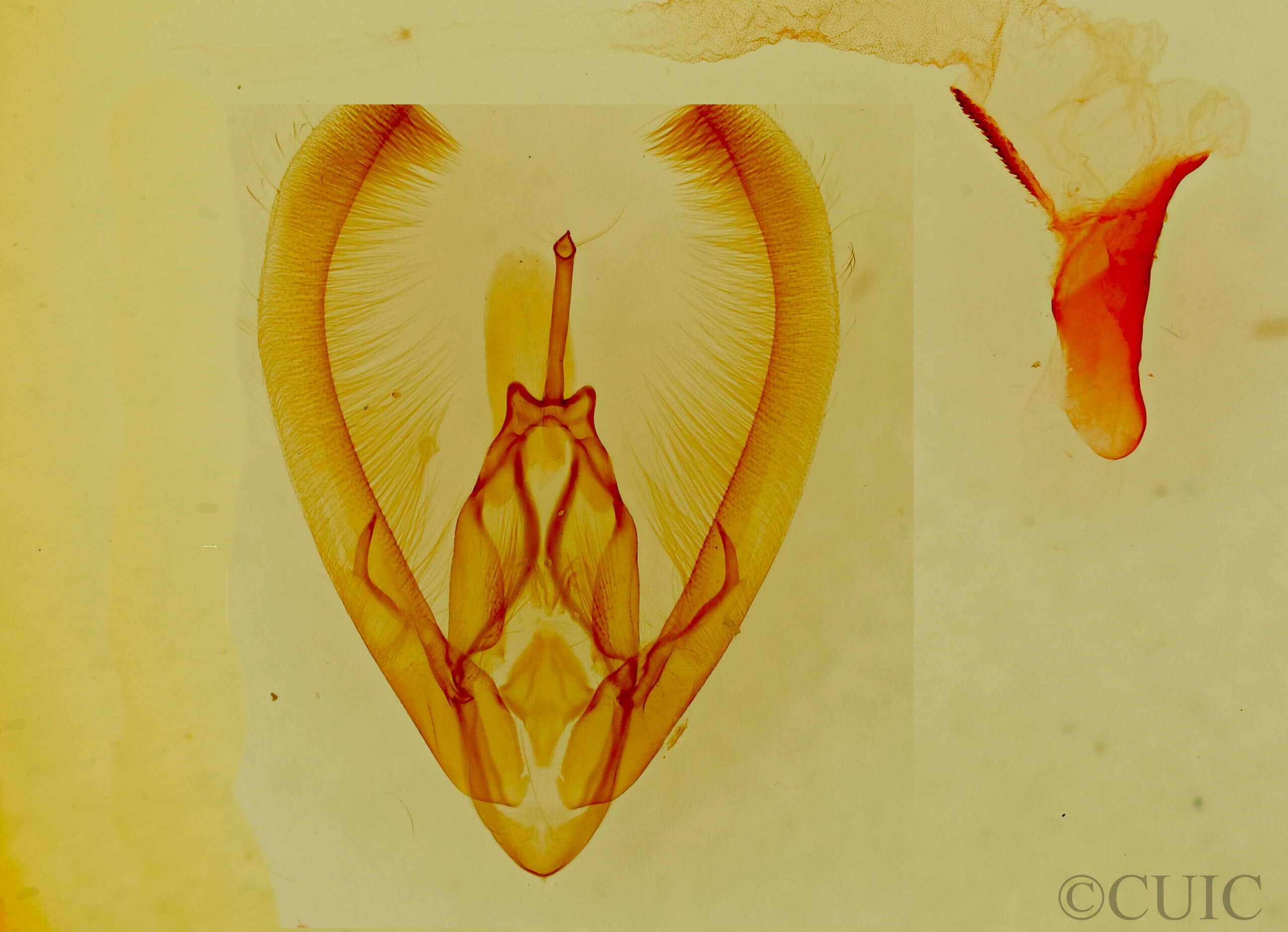 genitalia view of adult Condica albolabes