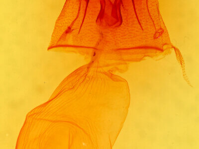 genitalia view of adult Condica albolabes