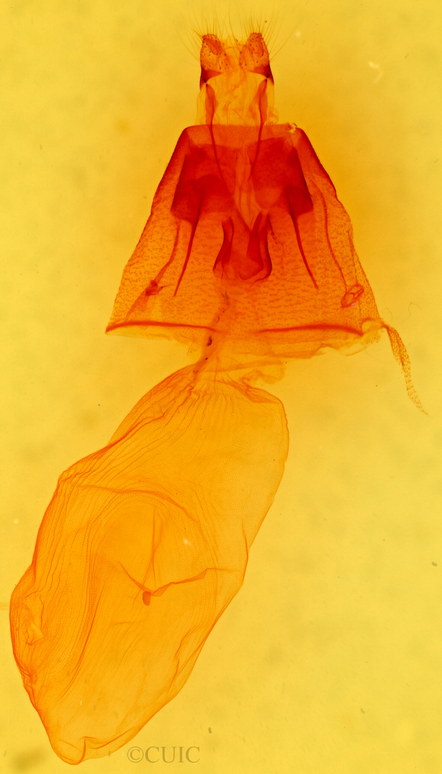 genitalia view of adult Condica albolabes