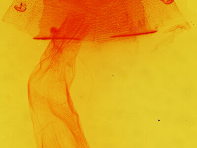 genitalia view of adult Condica charada