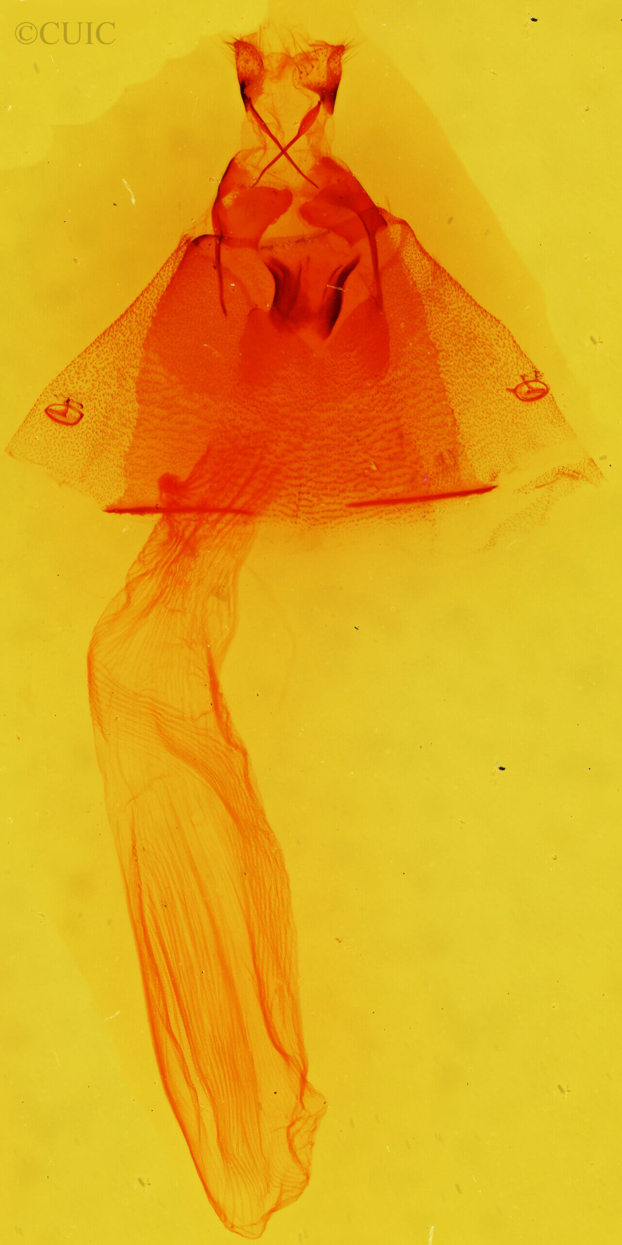 genitalia view of adult Condica charada