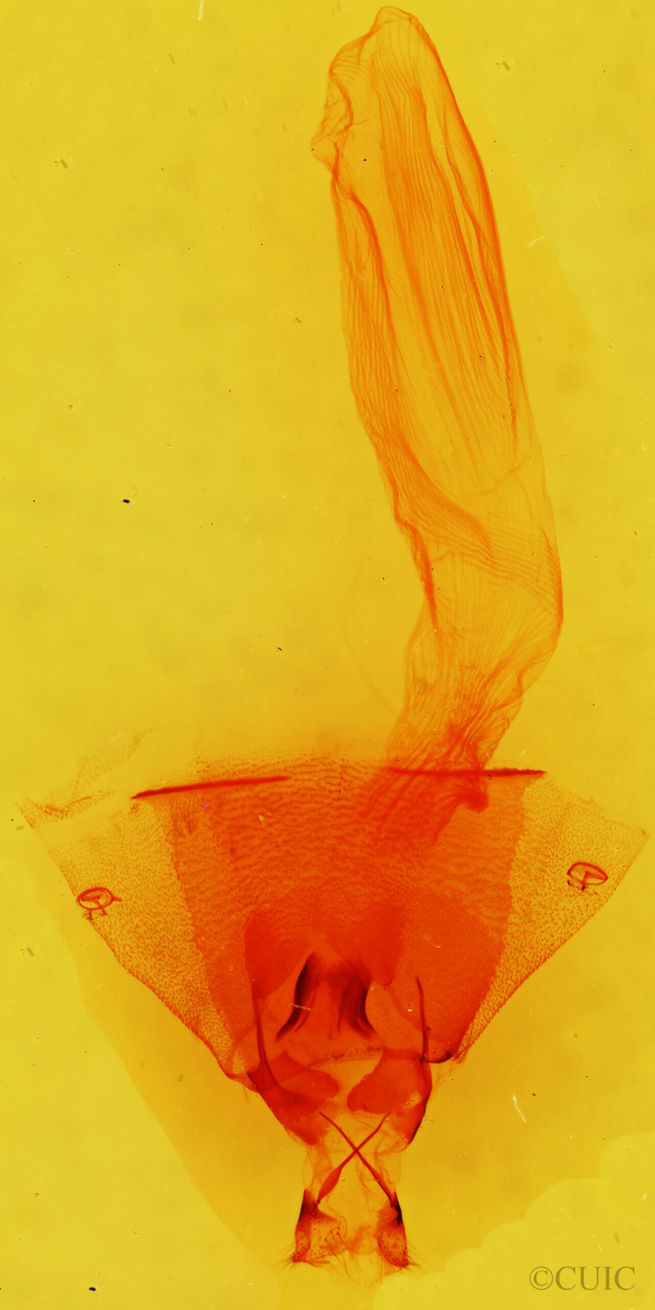 genitalia view of adult Condica charada