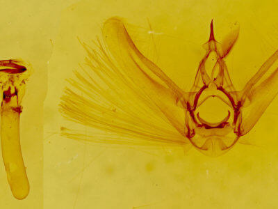 genitalia view of adult Eupithecia owenata