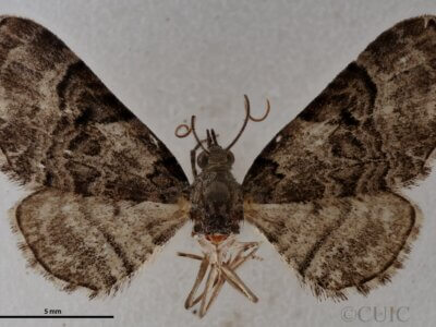 dorsal view of adult Eupithecia owenata
