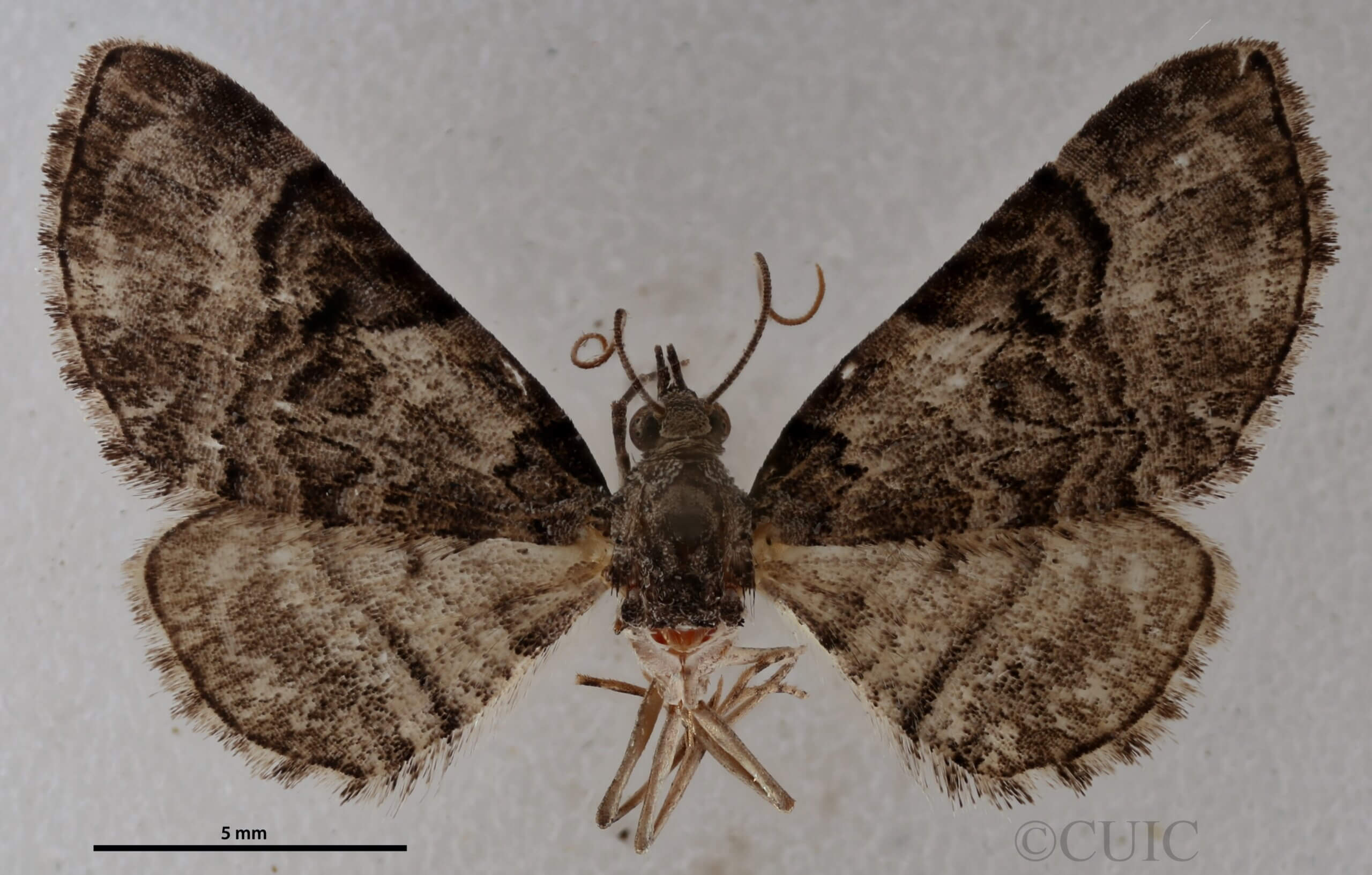 dorsal view of adult Eupithecia owenata
