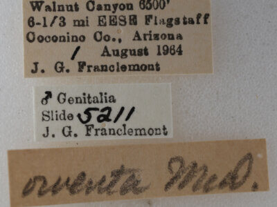 label view of adult Eupithecia owenata