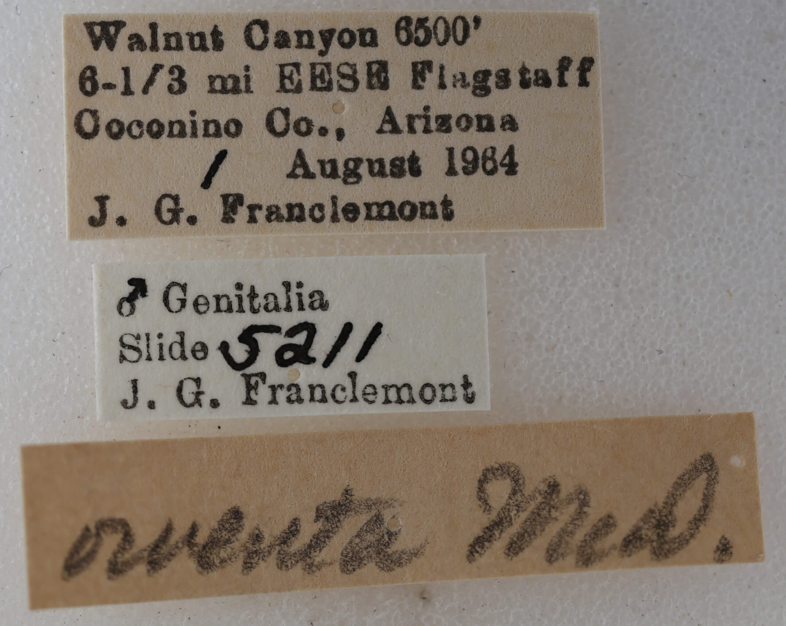 label view of adult Eupithecia owenata