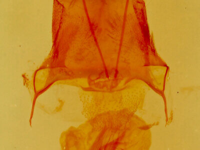 genitalia view of adult Eupithecia owenata