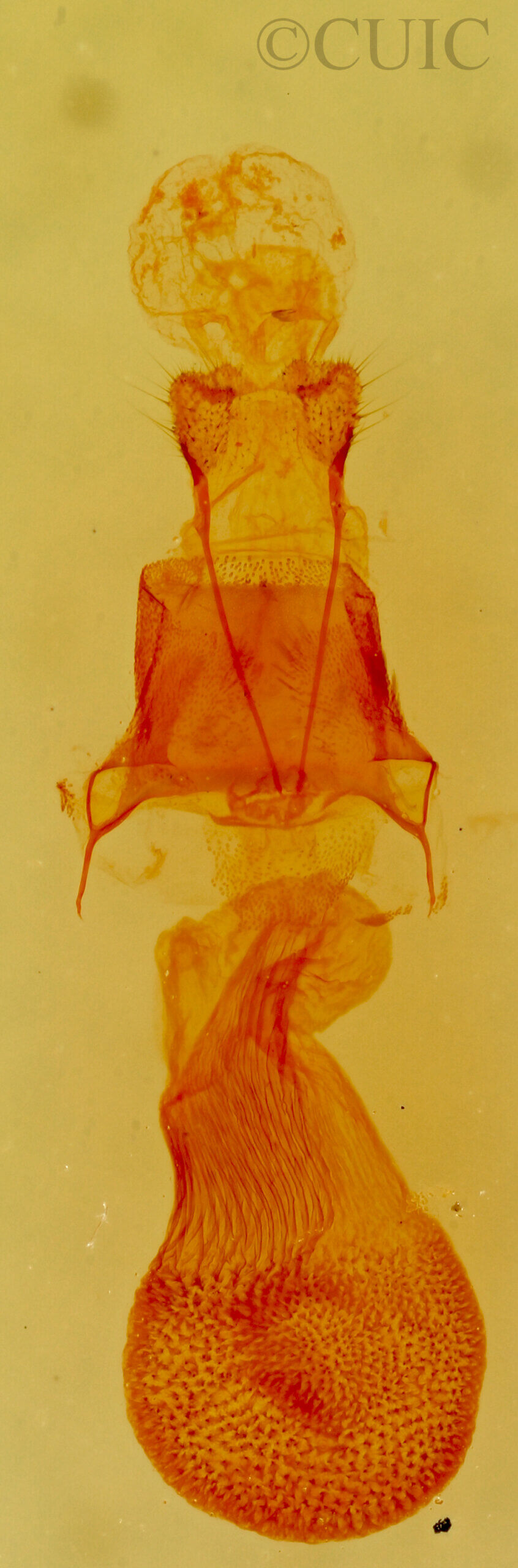 genitalia view of adult Eupithecia owenata