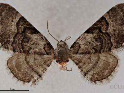 dorsal view of adult Eupithecia owenata