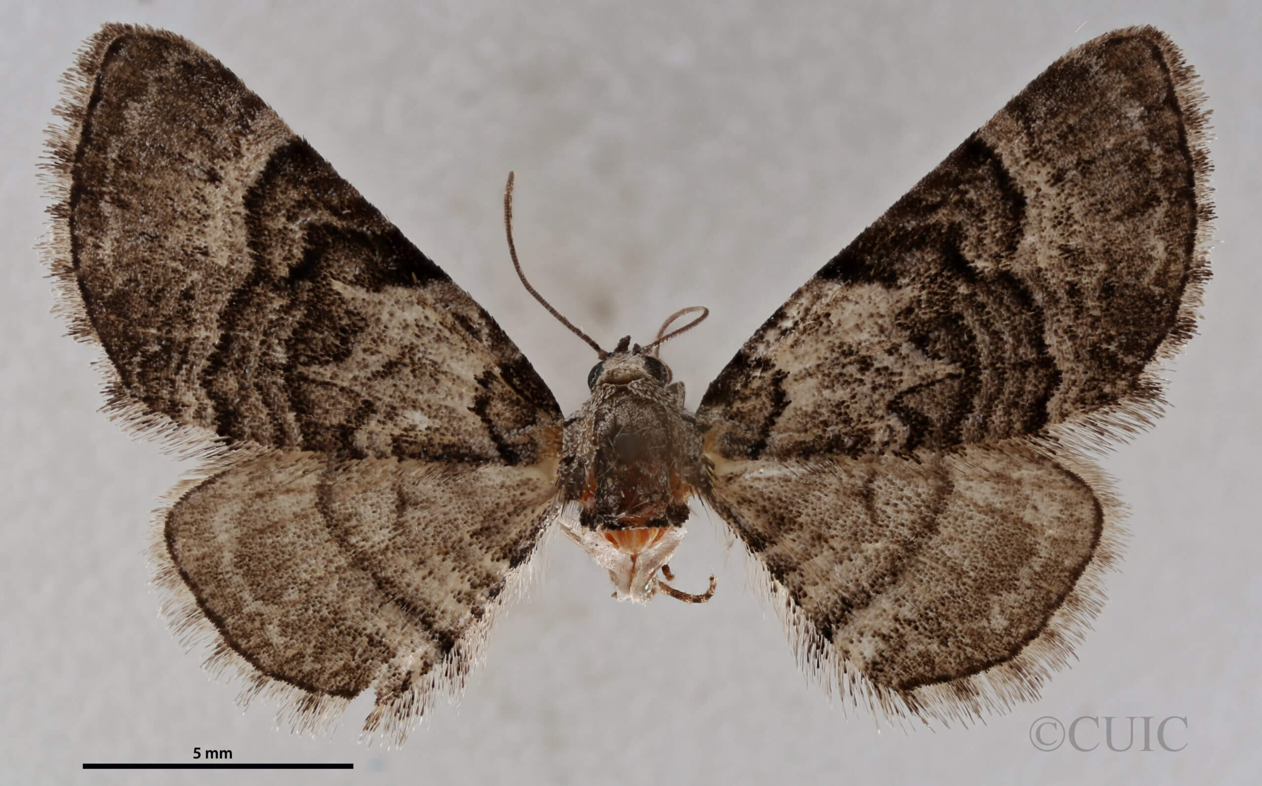 dorsal view of adult Eupithecia owenata