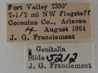 label view of adult Eupithecia owenata