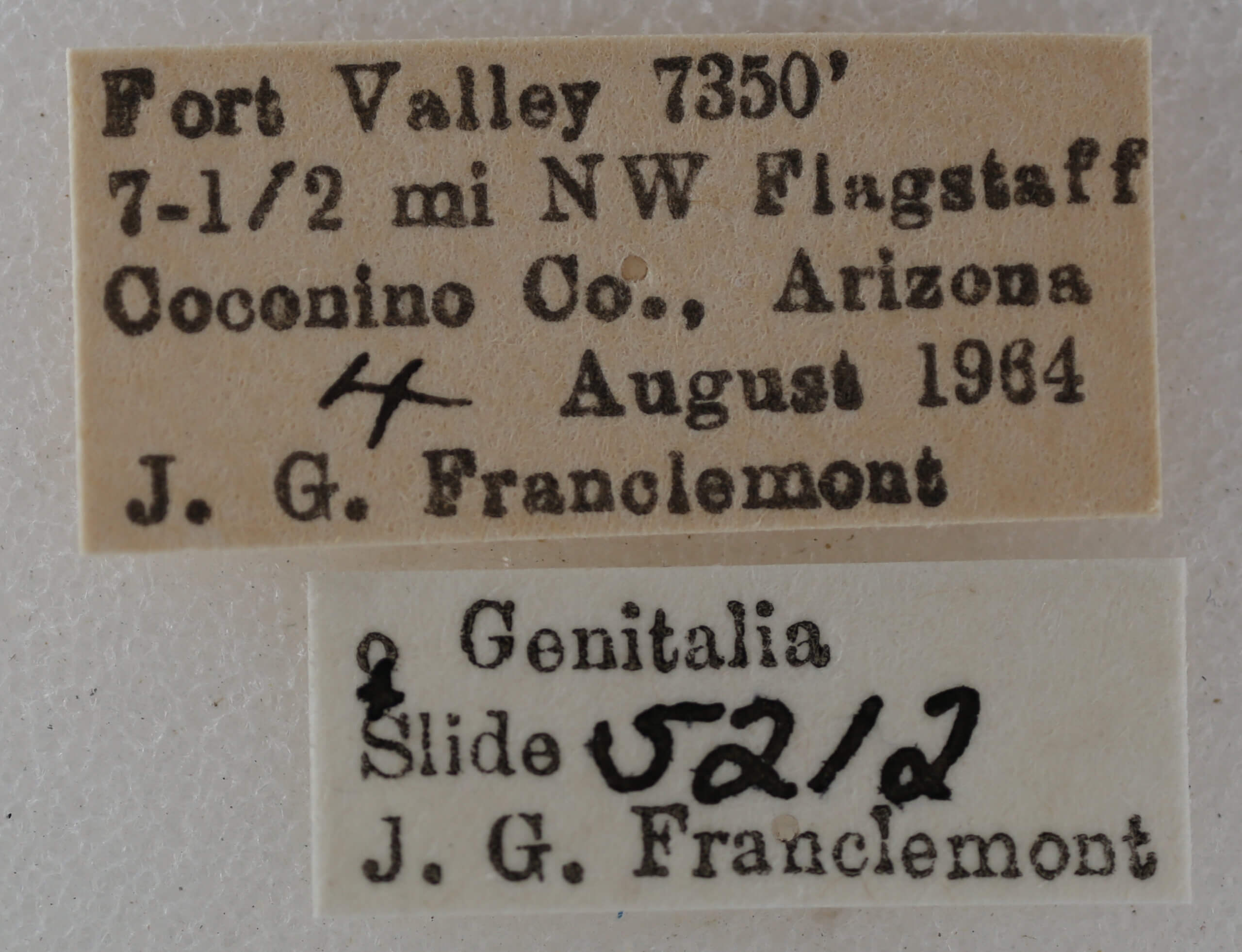 label view of adult Eupithecia owenata