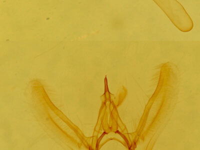 genitalia view of adult Eupithecia edna