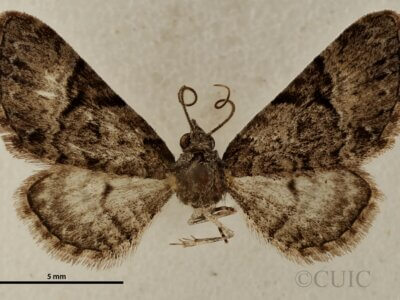dorsal view of adult Eupithecia edna